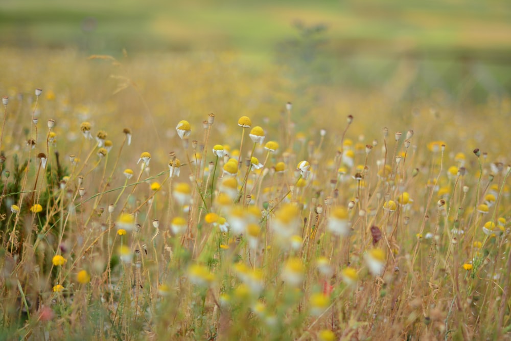 a field full of yellow and white flowers