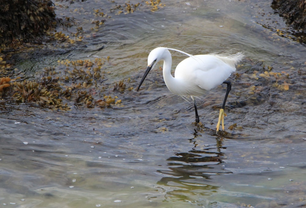 white duck on water