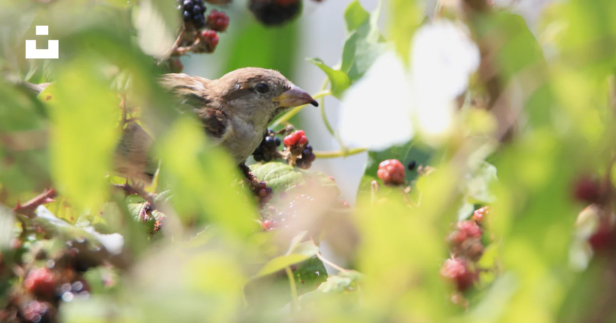 Brown bird near raspberries and blackberries photo – Free Moineau Image ...