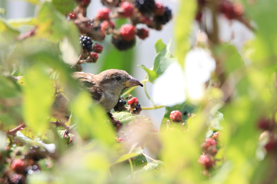 brown bird near raspberries and blackberries