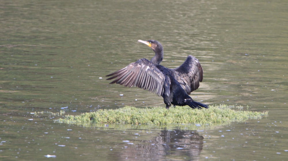 black and brown bird on plant floating on water