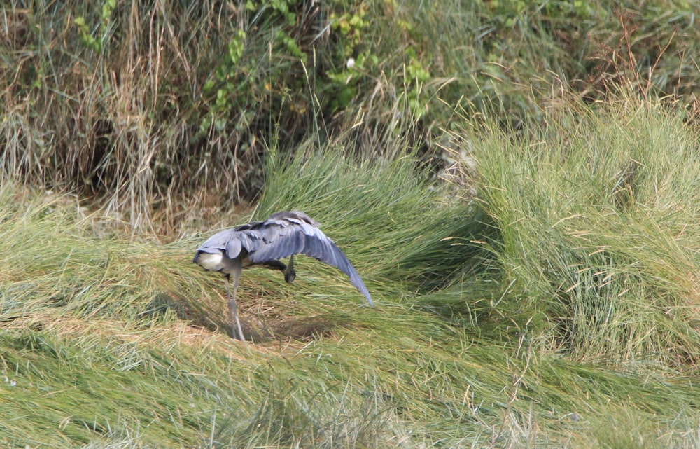 bird beside grass at daytime