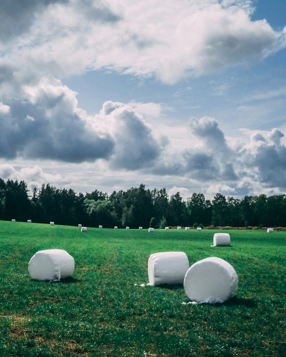 green grass field