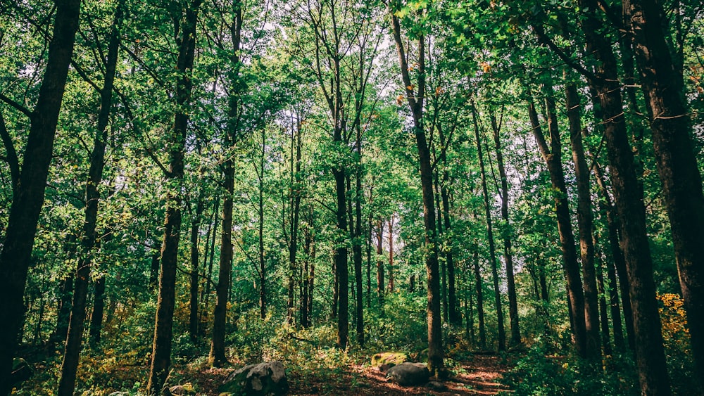 green leaf trees during day