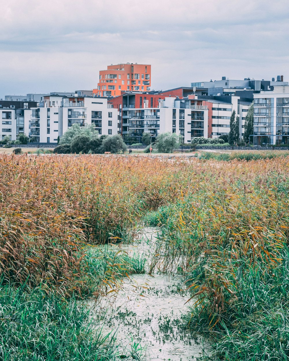 green grass field