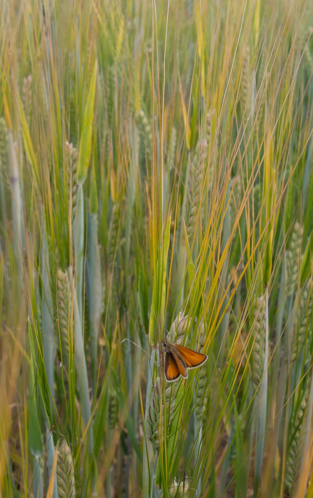 red butterfly on plant