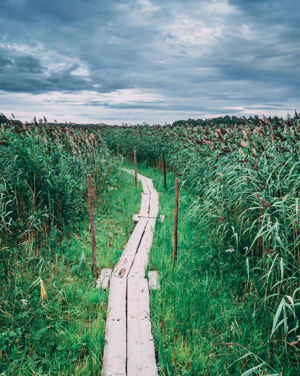 beige wooden plank pathway near plants