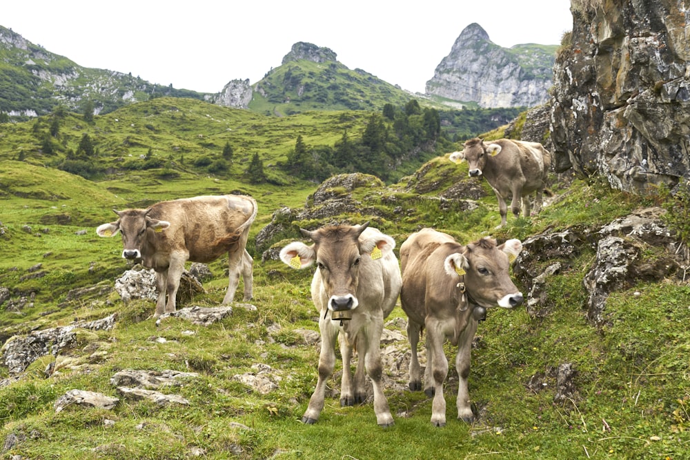 groupe de vaches sur la colline