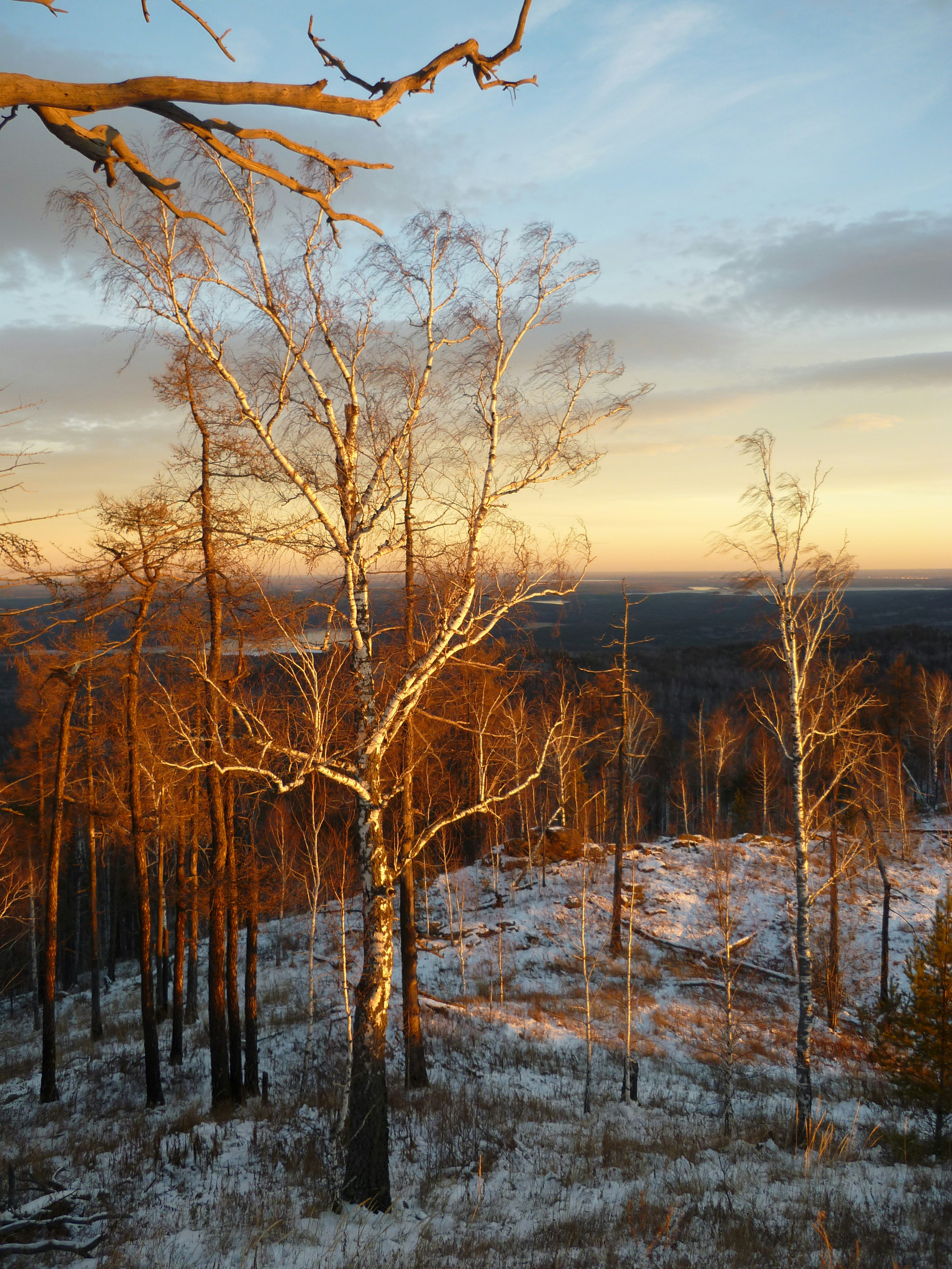 bare trees and snow covered field