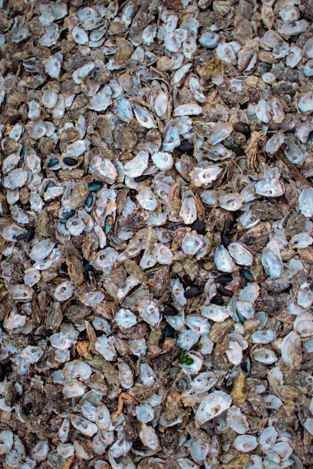 feuilles bleues et brunes sur le sol