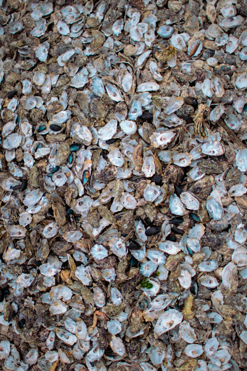 blue and brown leaves on floor