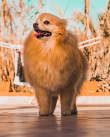 A happy Pomeranian dog receiving gentle care from a veterinarian in a clean, modern clinic.
