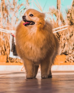 A happy Pomeranian dog receiving gentle care from a veterinarian in a clean, modern clinic.