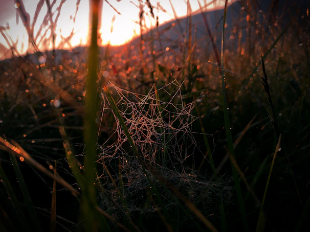 Close-up of a delicate spider web glistening with dew in the early light.