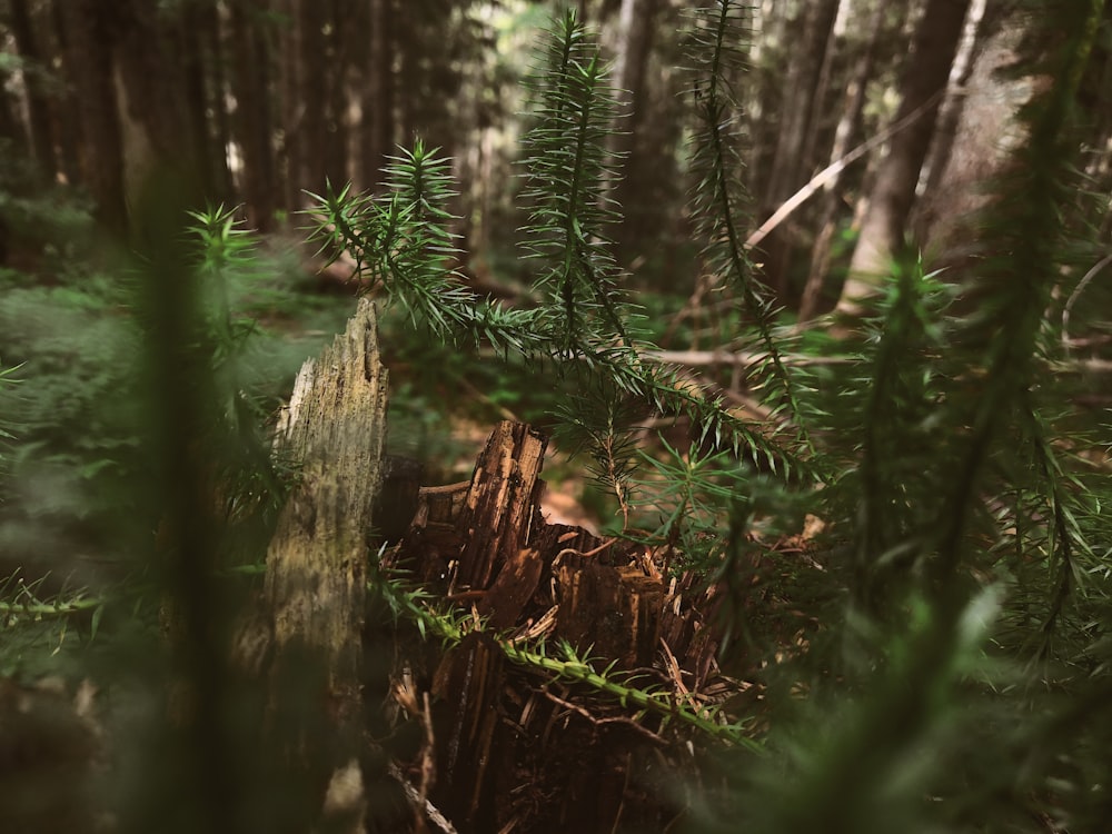 foresta durante il giorno