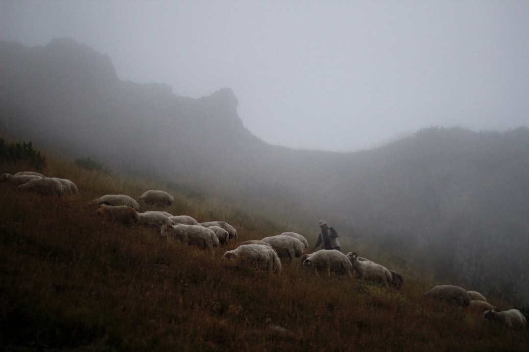 herd of sheep eating grass