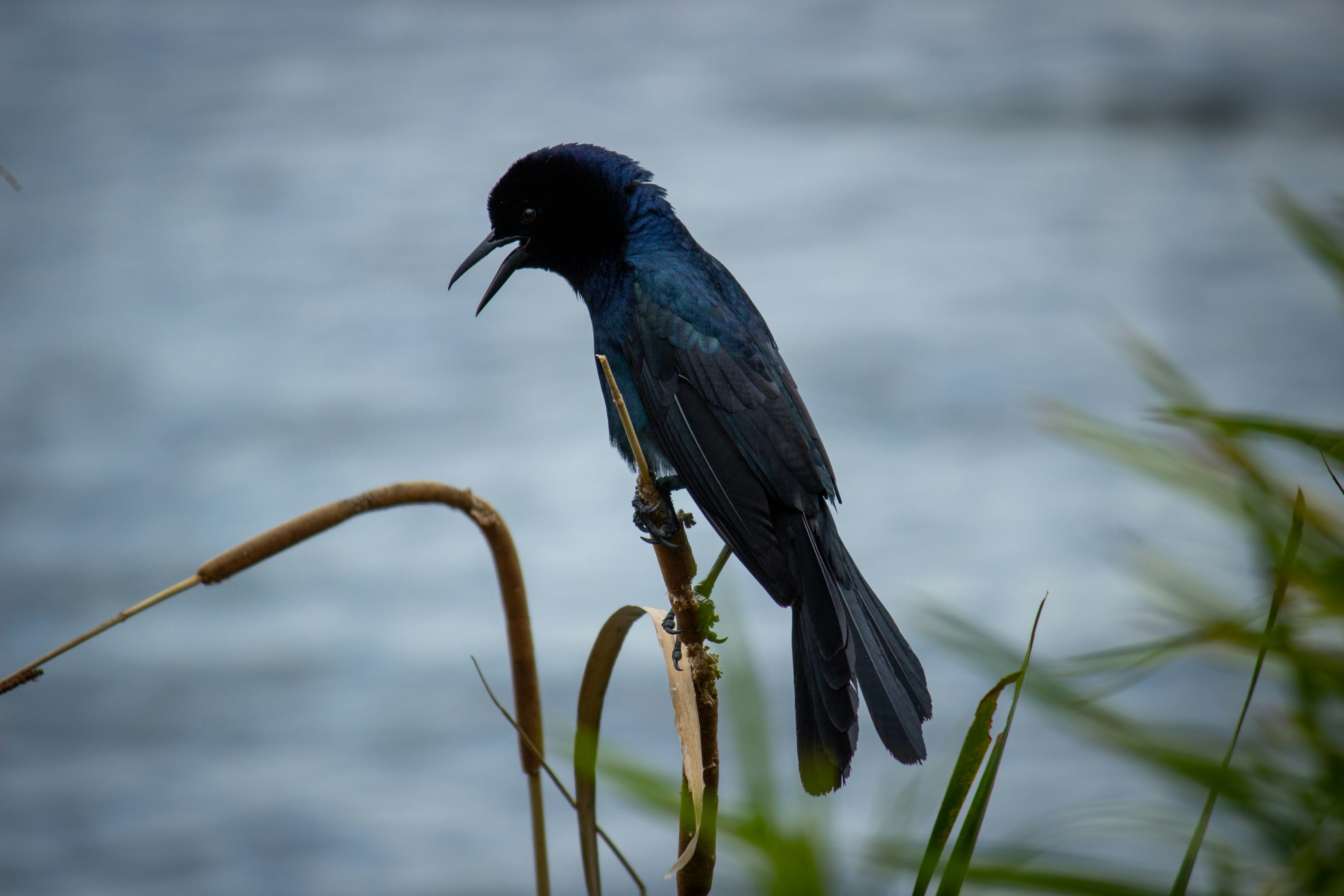 selective-focus photography of black bird perching on stick, Black bird