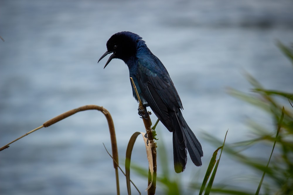selective-focus photography of black bird perching on stick
