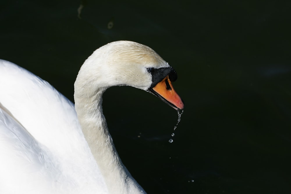 shallow focus photo of swan