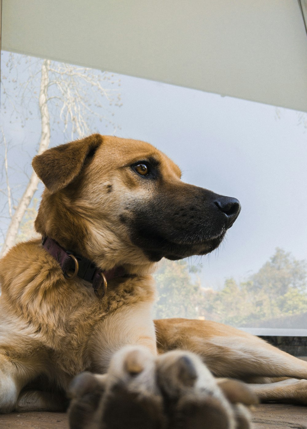 shallow focus photo of brown dog