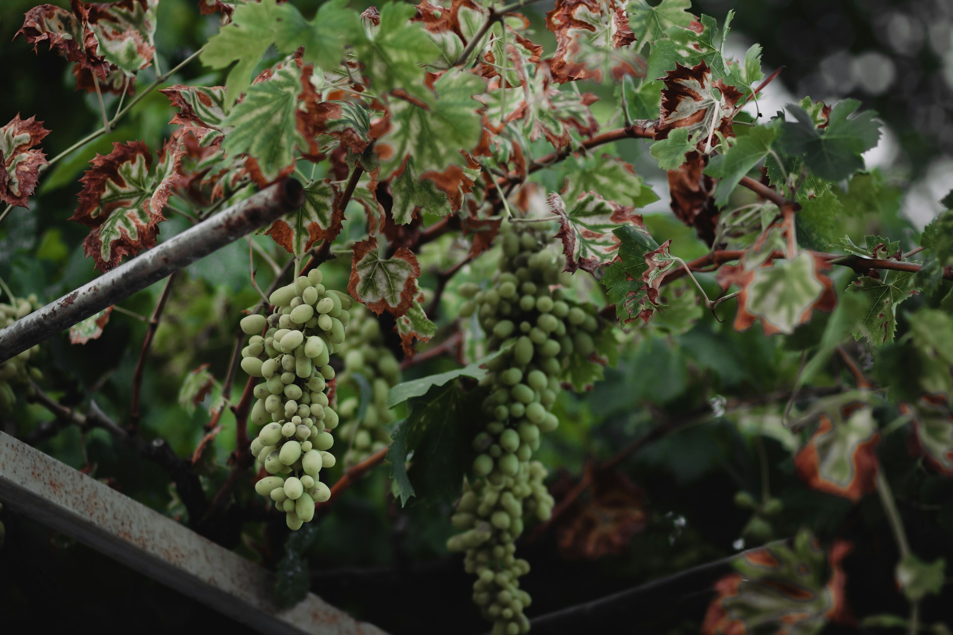 a bunch of green grapes hanging from a tree