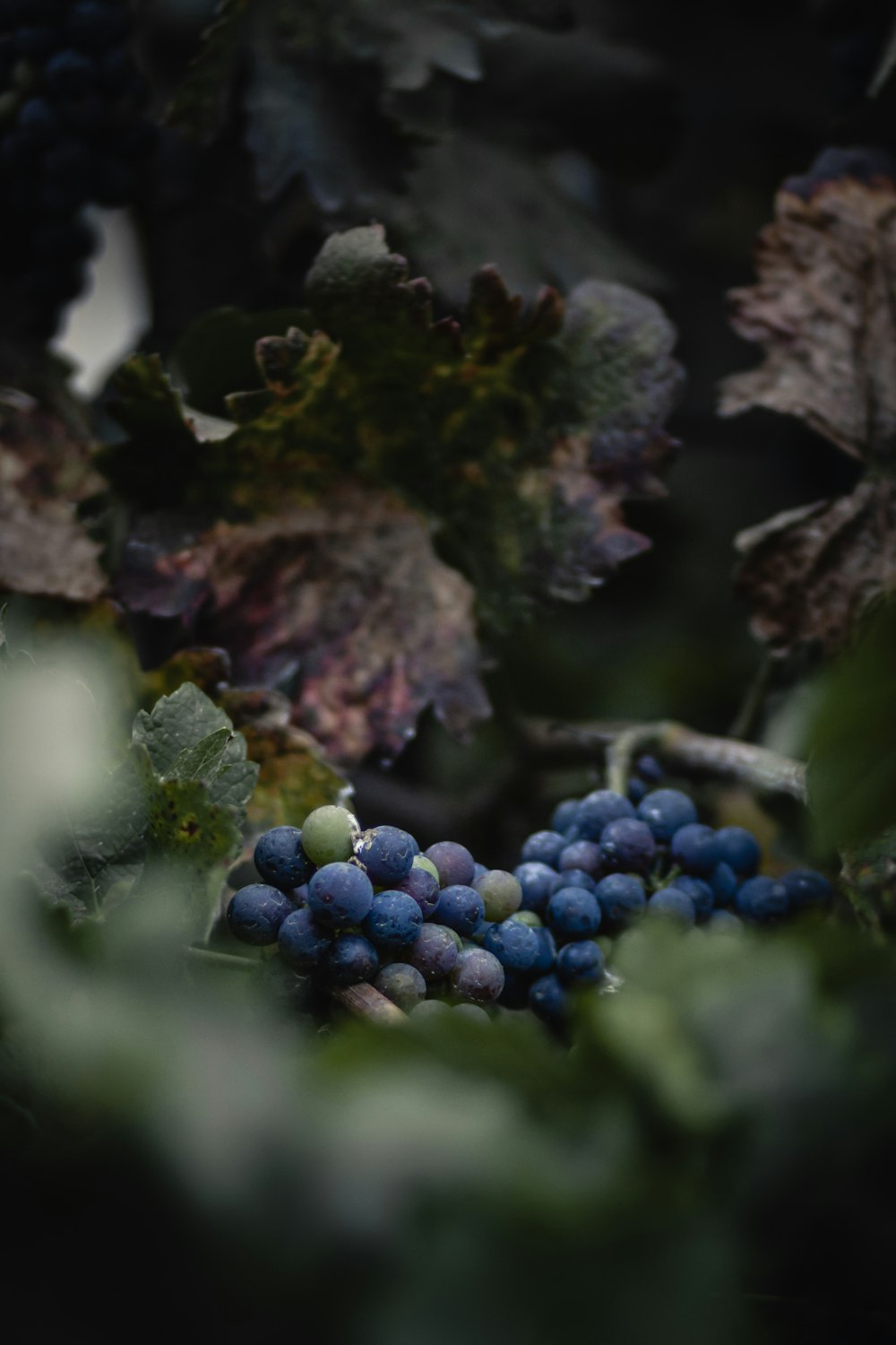 selective focus photography of berries