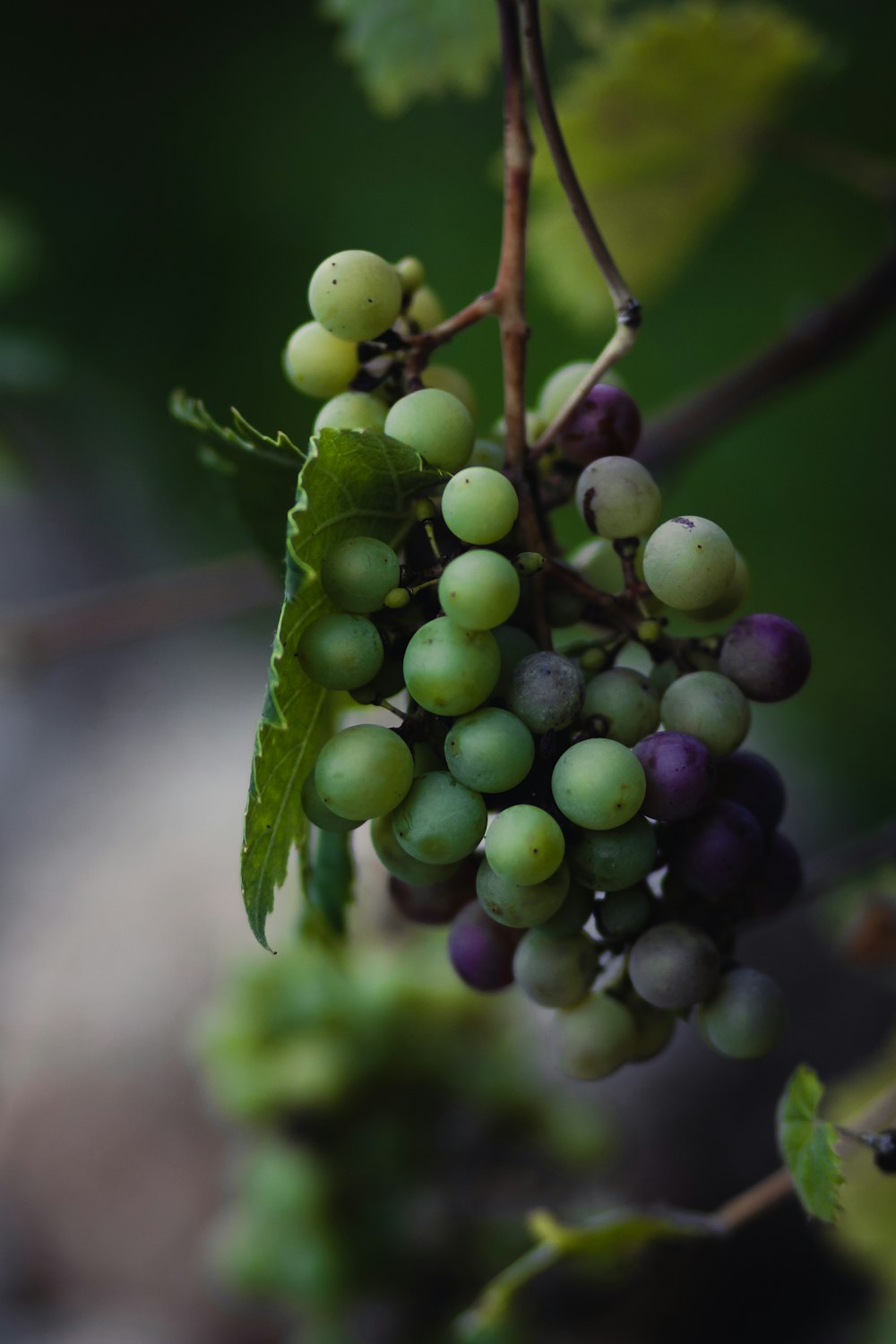 green and purple grape fruit