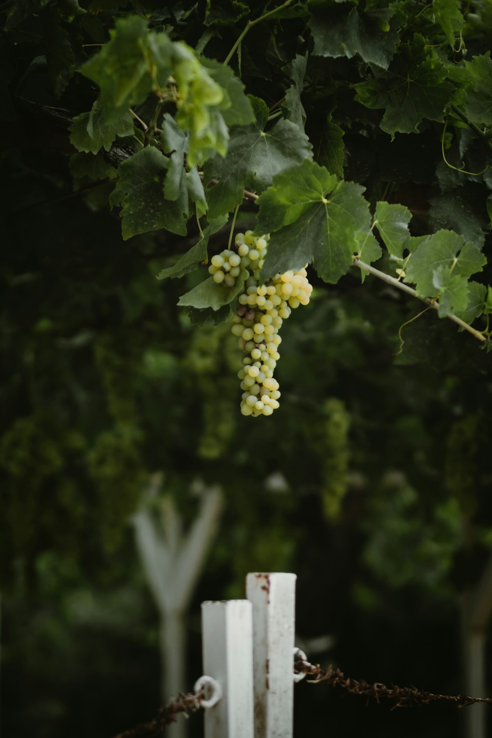 a bunch of grapes hanging from a vine