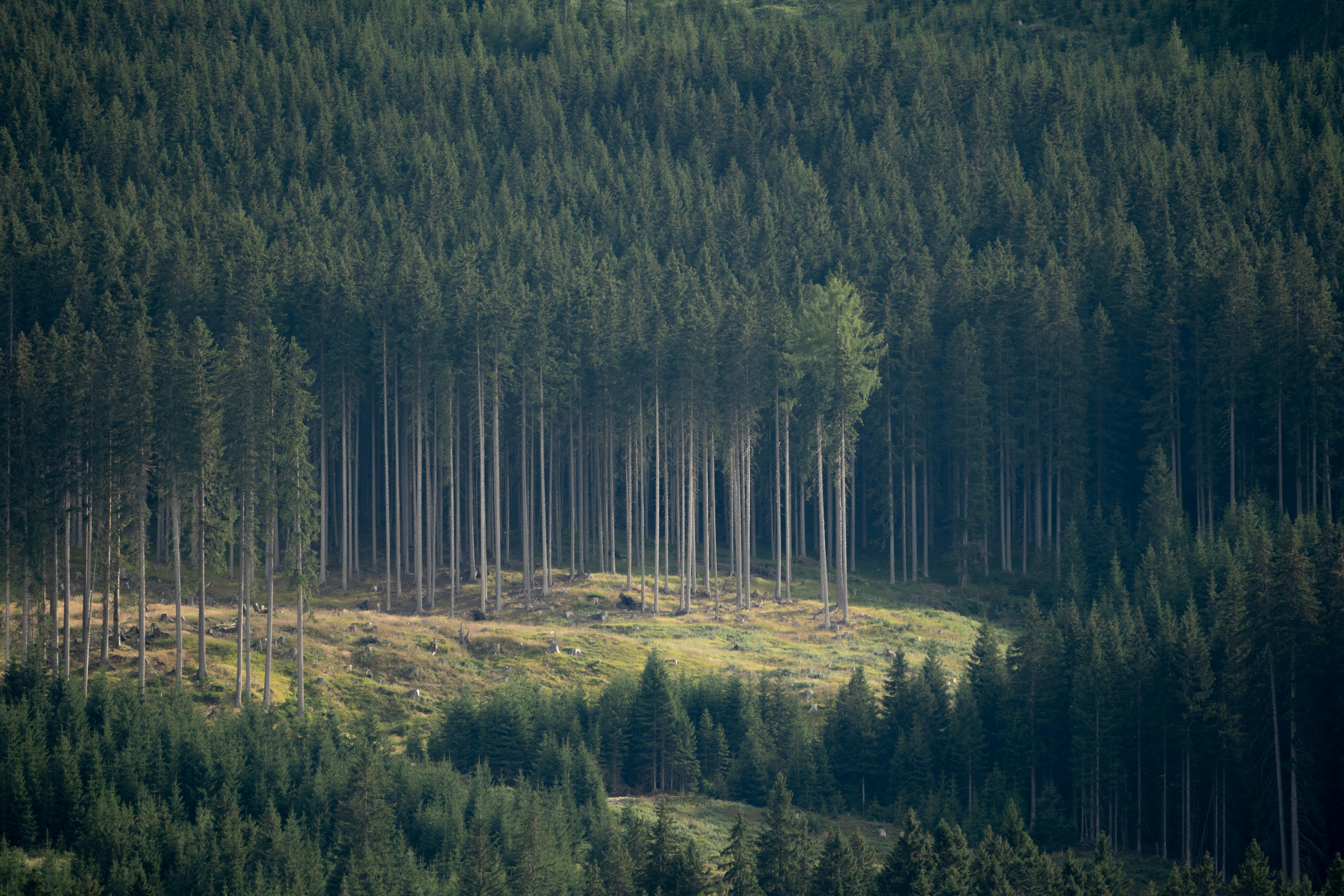 Photo by ballaschottner