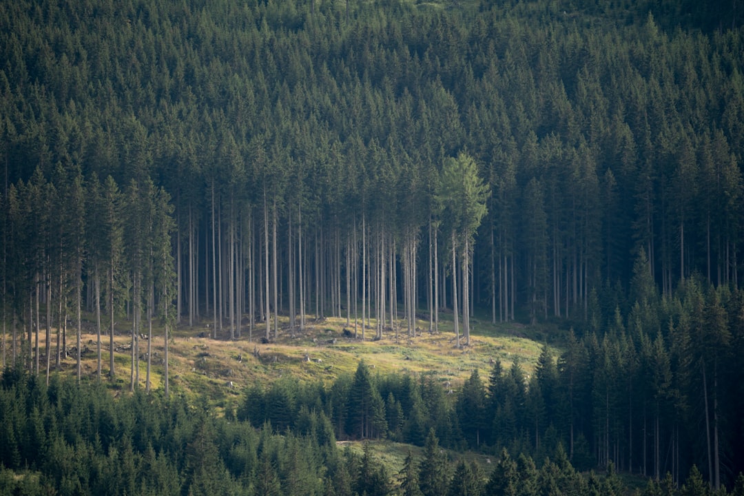 green pine trees at daytime