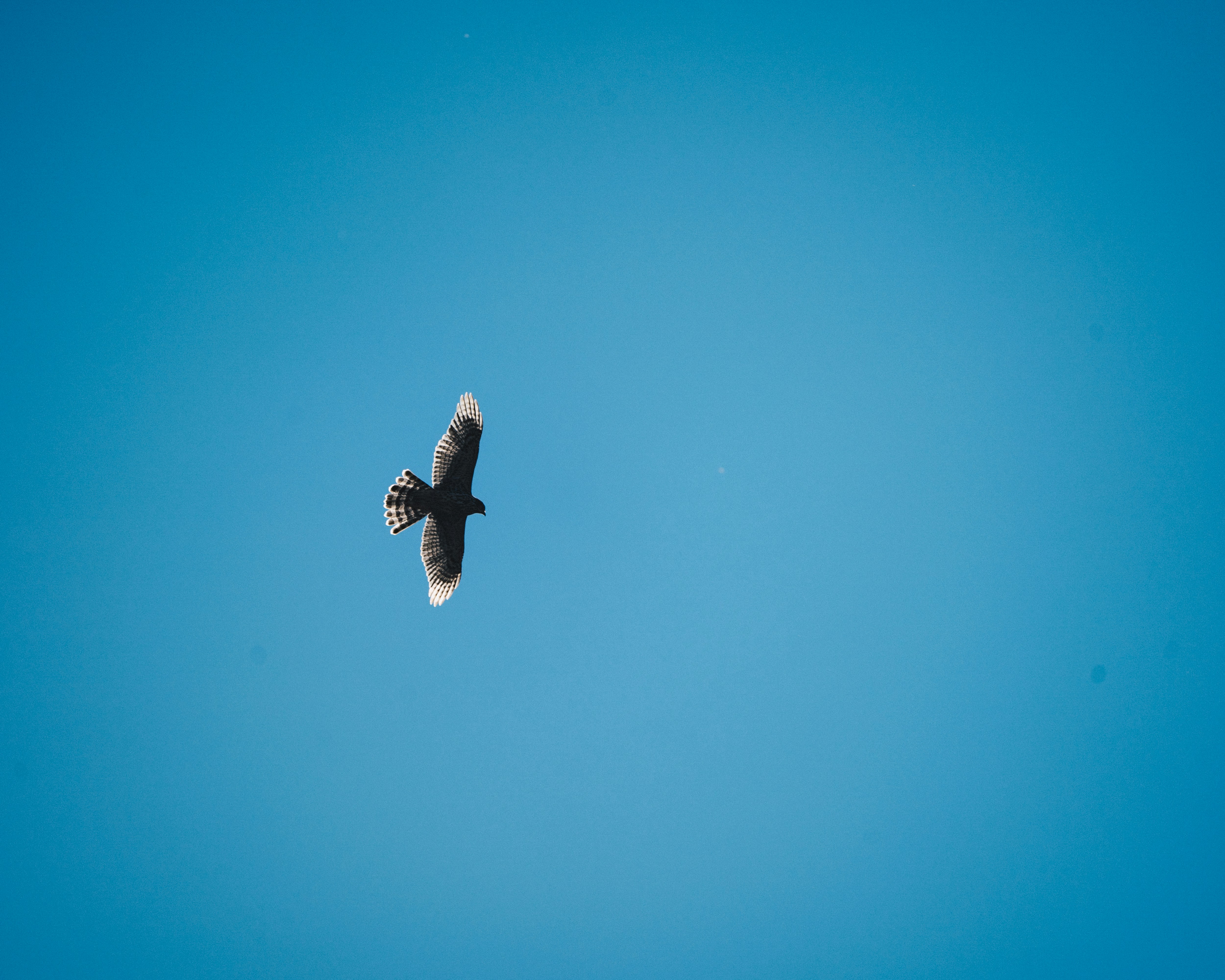 灰色と白の飛ぶ鳥の写真 Unsplashで見つける青いの無料写真