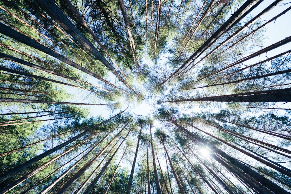 brown and green trees