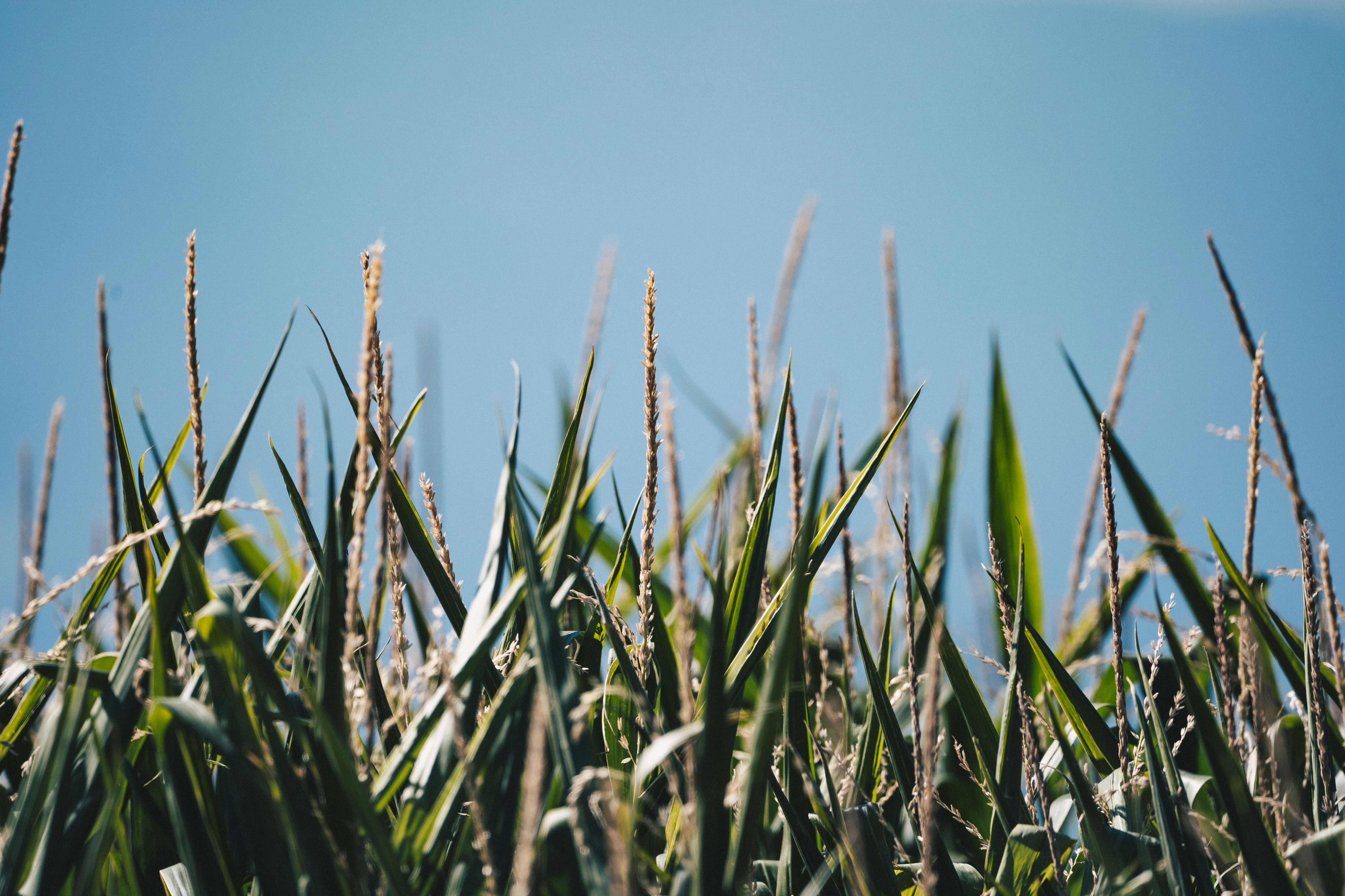 Photo by ballaschottner