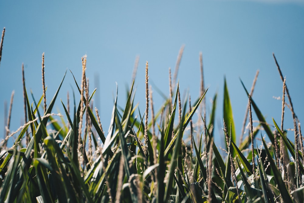 a close up of some grass with a blue sky in the background