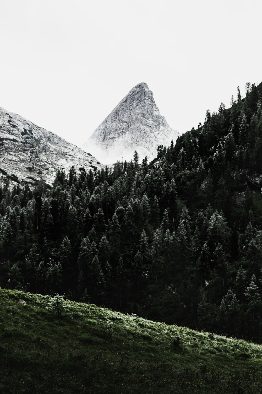 green pine trees across white mountain