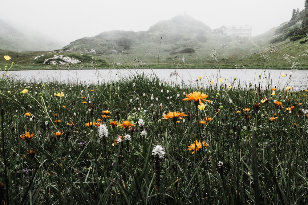 bed of yellow-petaled flowers