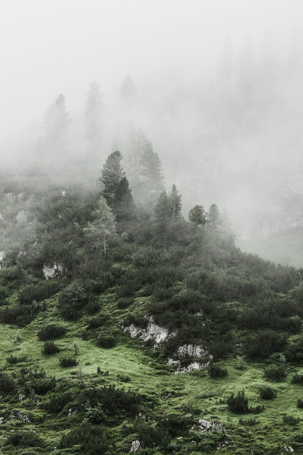 mist in forest