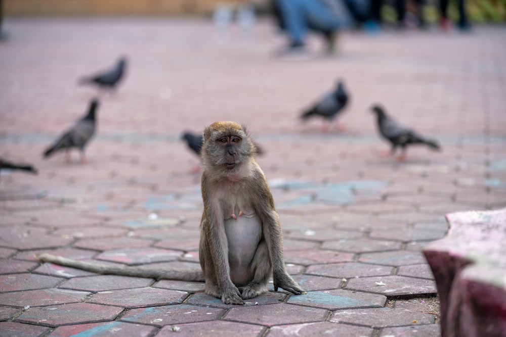 selective focus photography of monkey of concrete pavement during daytime