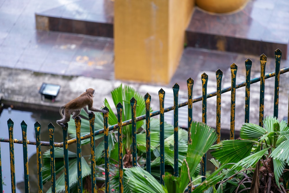 blue palm fan plant