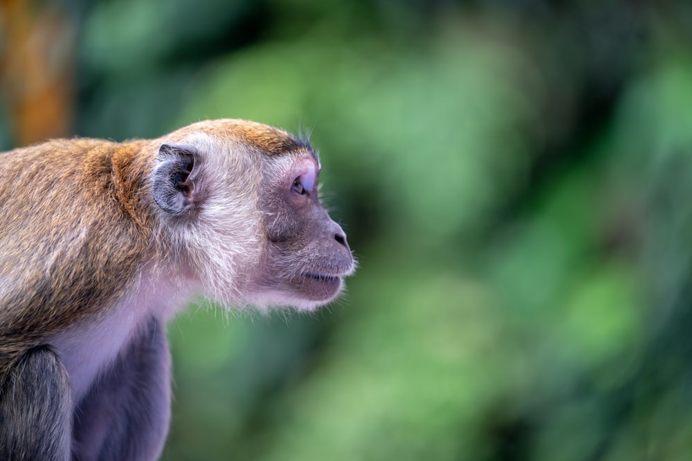 brown monkey macro photography