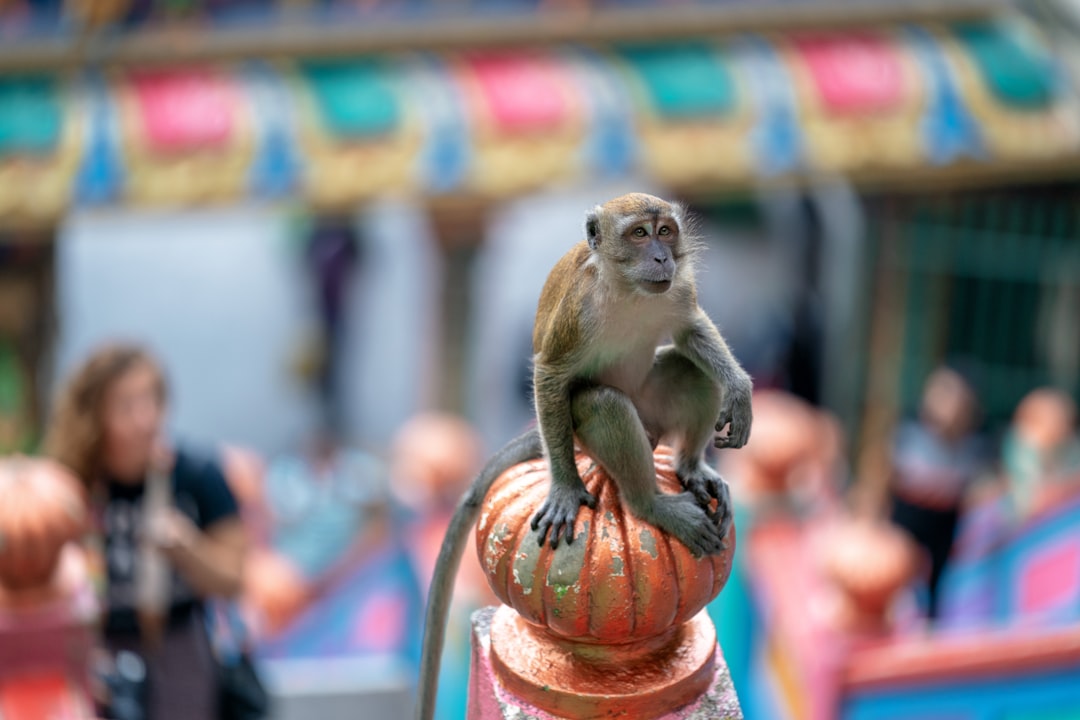 monkey on stand