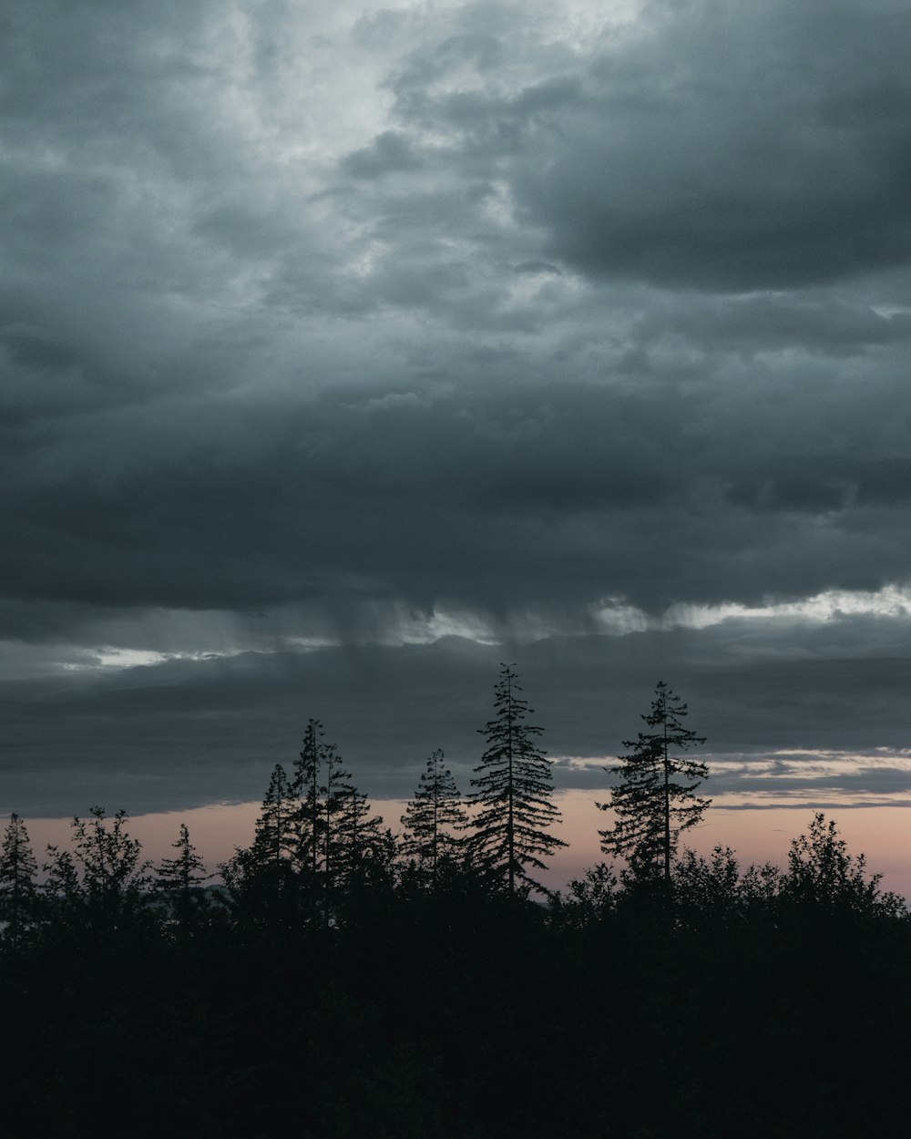 field of trees and white clouds