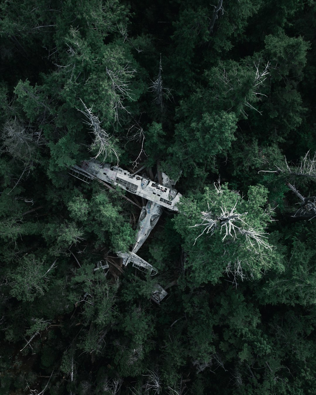 high-angle photo of green trees