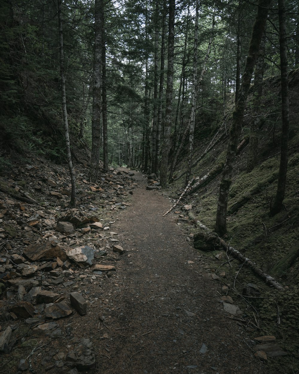 road in forest