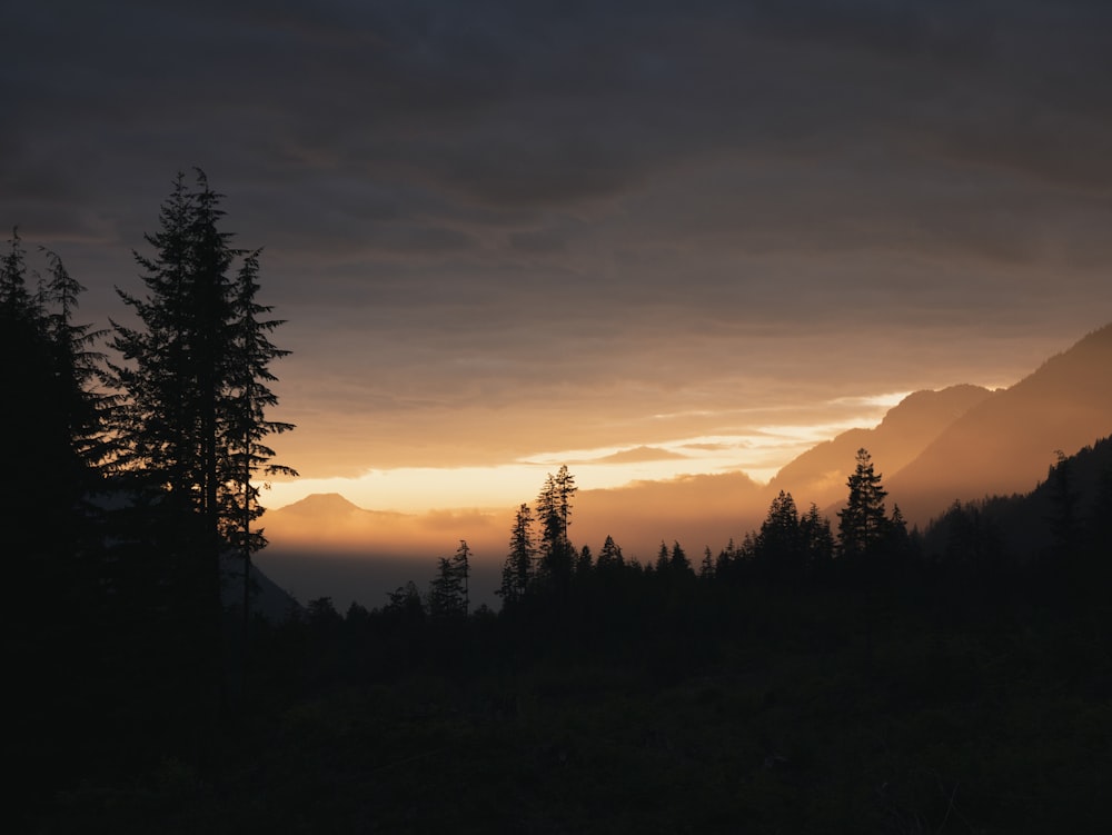 field of trees