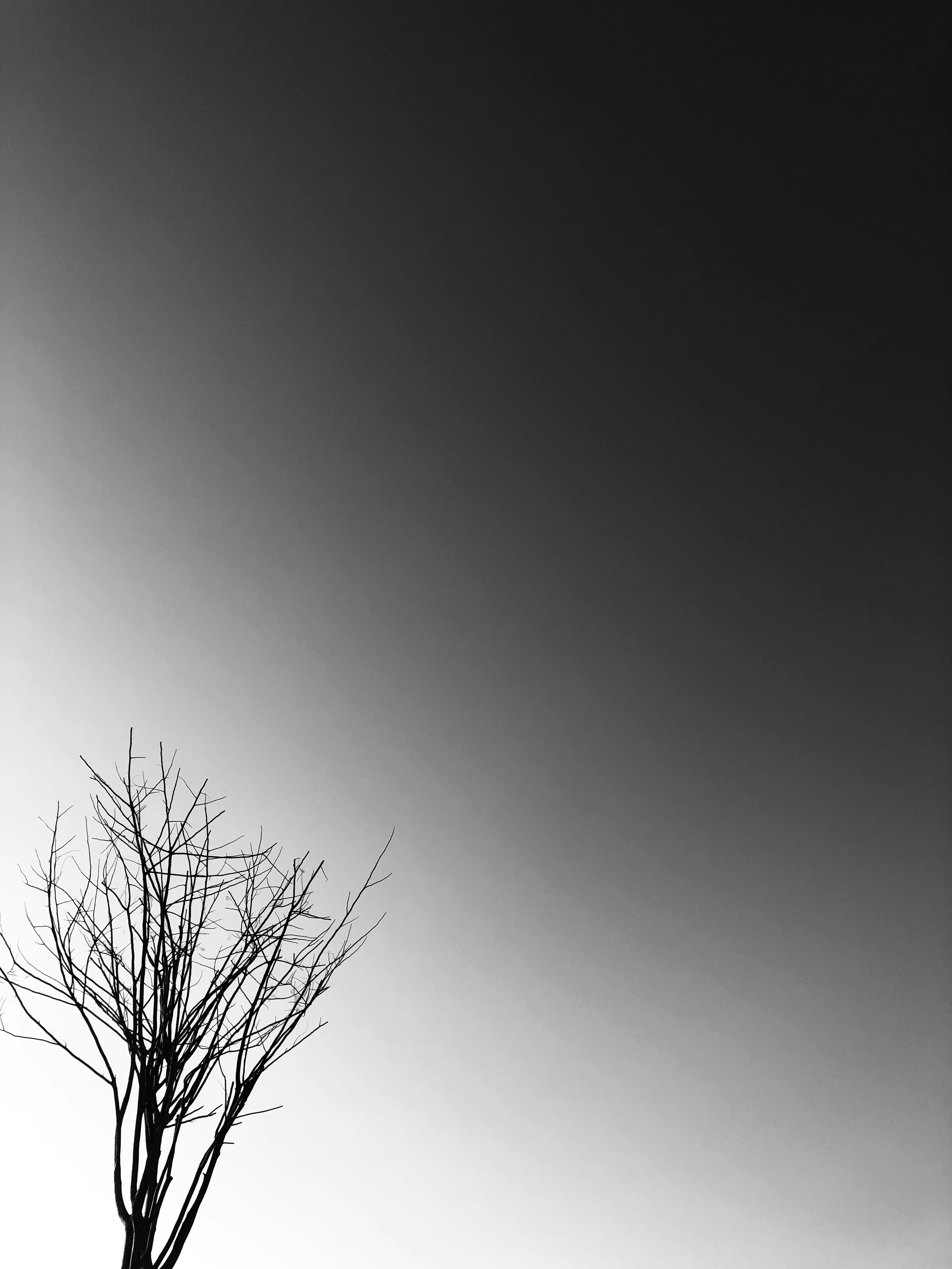 withered tree wallpaper