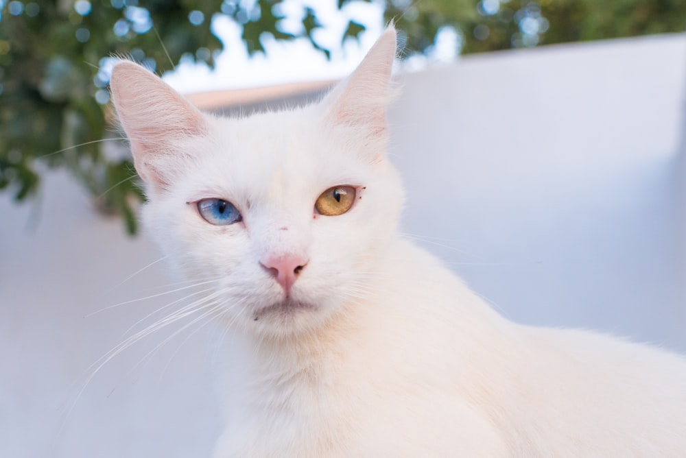 Fotografía macro de gato blanco