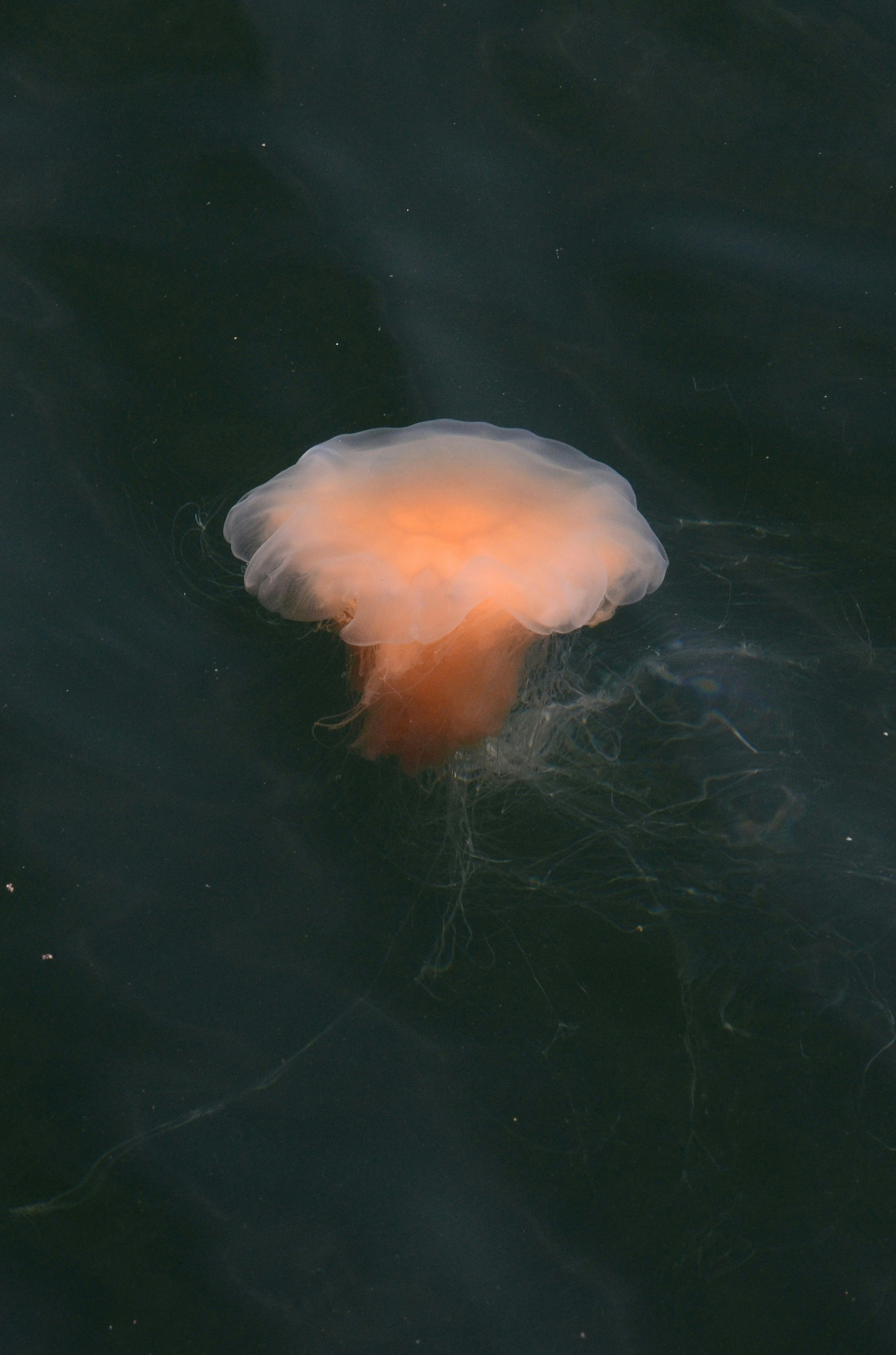 eine Qualle, die im Wasser in Ufernähe schwimmt