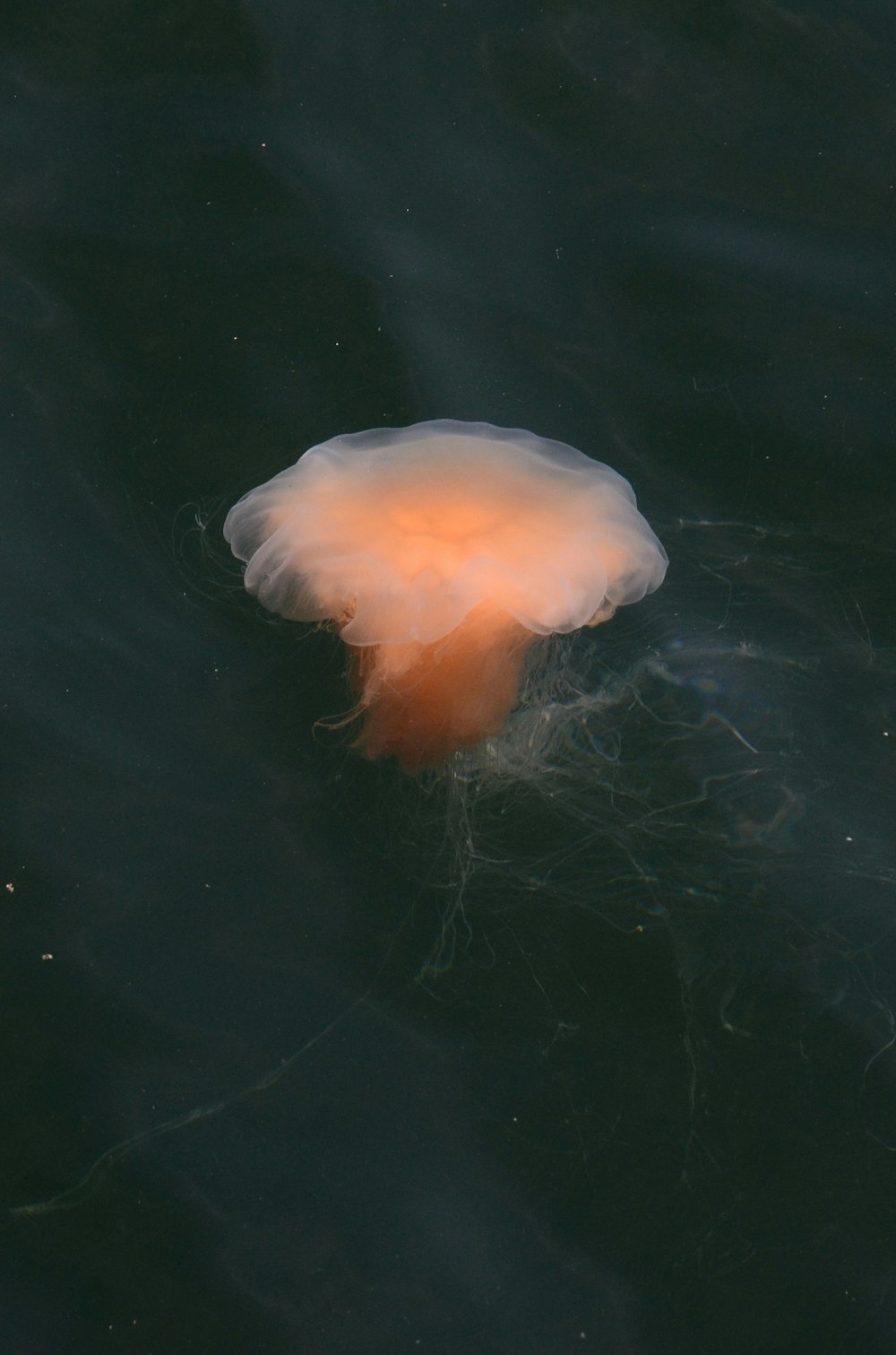 a jellyfish floating in the water near the shore