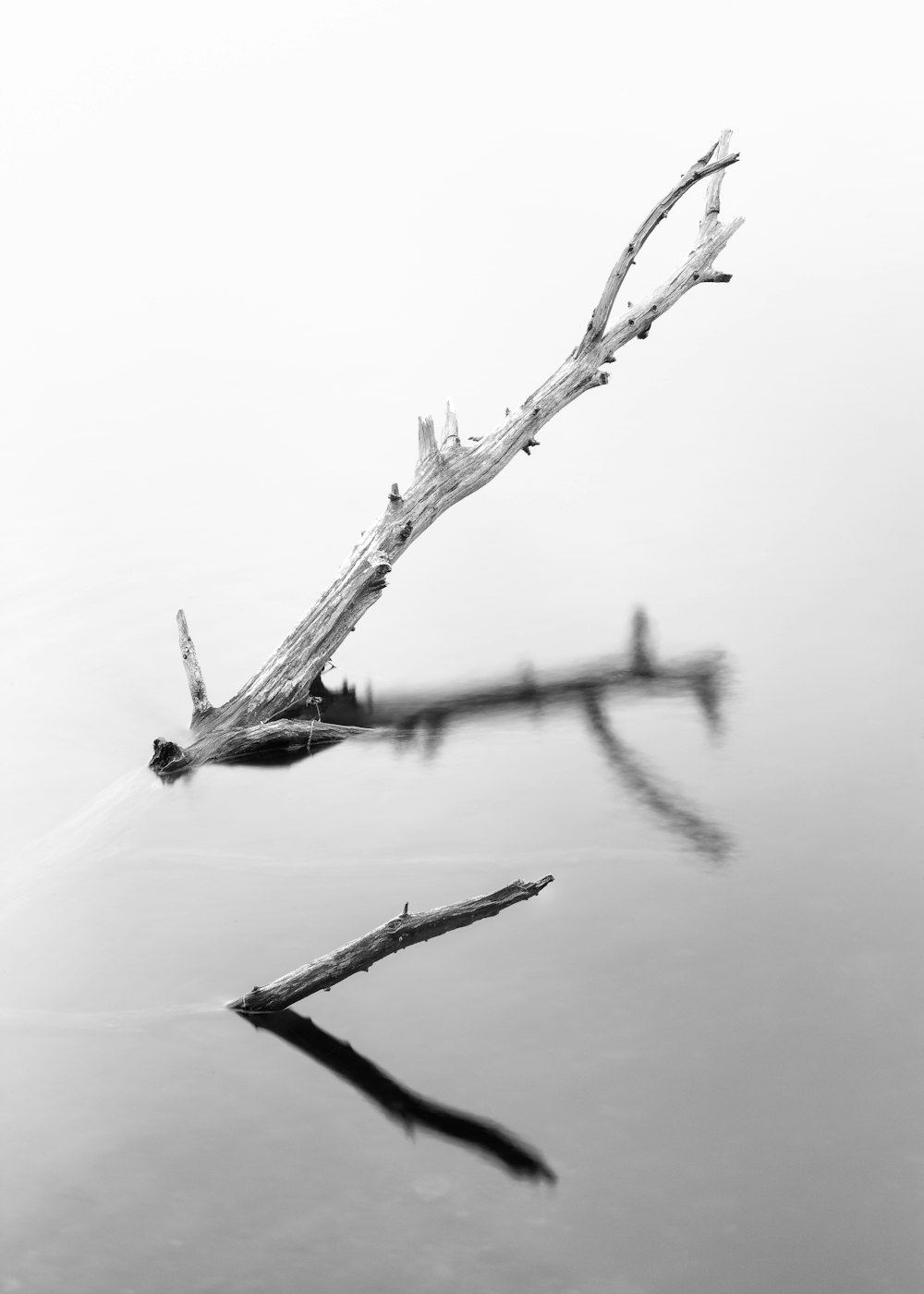 una rama de árbol flotando en un cuerpo de agua